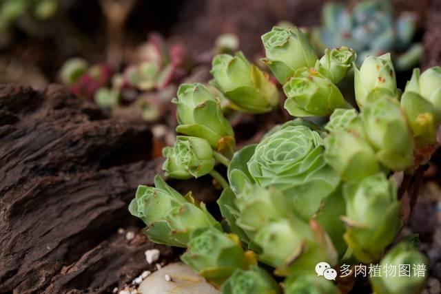 怎么養多肉植物 新手_新手養植物多肉養什么合適呢_新手養殖多肉植物